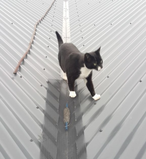 Corrugated Roof Gutter Guard Installers. Corrugated Roof Gutter Guard installers Otago region. Corrugated Roof Gutter Guard Installers. Corrugated Roof Gutter Guard installers Otago region.